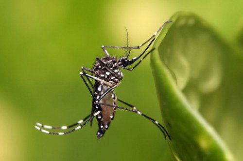 aedes zika dengue