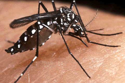 mitos dengue