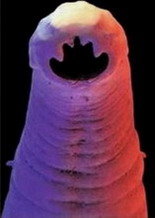 Ancylostoma caninum