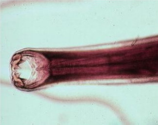 Ancylostoma caninum al microscopio óptico.