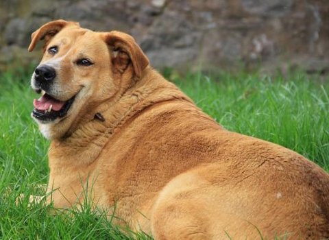 obesidad canina